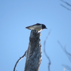 Artamus leucorynchus at Narrawallee, NSW - 11 Dec 2021