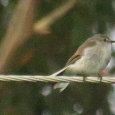 Microeca fascinans (Jacky Winter) at Pambula, NSW - 25 Feb 2022 by tom.tomward@gmail.com