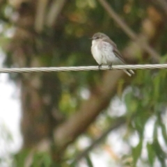 Microeca fascinans at Pambula, NSW - 26 Feb 2022