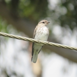 Microeca fascinans at Pambula, NSW - 26 Feb 2022