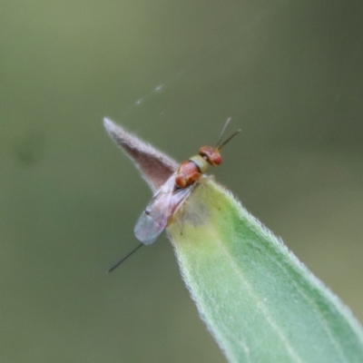 Megastigmus sp. (genus) (Parasitic wasp) at Hughes Grassy Woodland - 25 Feb 2022 by LisaH