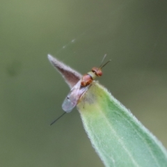 Megastigmus sp. (genus) (Parasitic wasp) at Deakin, ACT - 25 Feb 2022 by LisaH
