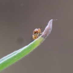 Megastigmus sp. (genus) at Deakin, ACT - 25 Feb 2022