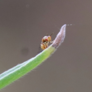 Megastigmus sp. (genus) at Deakin, ACT - 25 Feb 2022