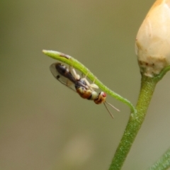 Megastigmus sp. (genus) at Deakin, ACT - 25 Feb 2022