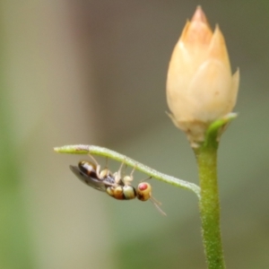 Megastigmus sp. (genus) at Deakin, ACT - 25 Feb 2022