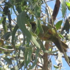 Manorina melanophrys (Bell Miner) at Pambula - 26 Jan 2022 by tom.tomward@gmail.com