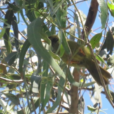 Manorina melanophrys (Bell Miner) at Pambula - 26 Jan 2022 by BenW