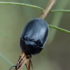 Pterohelaeus striatopunctatus (Darkling beetle) at Hughes, ACT - 24 Feb 2022 by LisaH