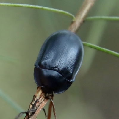Pterohelaeus striatopunctatus (Darkling beetle) at Hughes Grassy Woodland - 24 Feb 2022 by LisaH