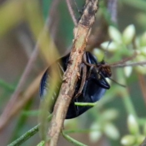 Pterohelaeus striatopunctatus at Hughes, ACT - 25 Feb 2022