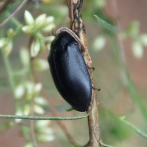 Pterohelaeus striatopunctatus at Hughes, ACT - 25 Feb 2022