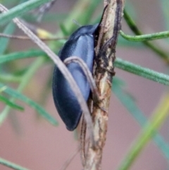 Pterohelaeus striatopunctatus at Hughes, ACT - 25 Feb 2022