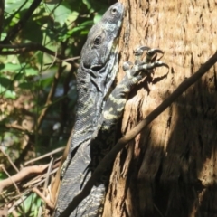 Varanus varius (Lace Monitor) at Pambula - 26 Jan 2022 by tom.tomward@gmail.com