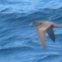 Ardenna pacifica (Wedge-tailed Shearwater) at Green Cape, NSW - 26 Jan 2022 by tom.tomward@gmail.com