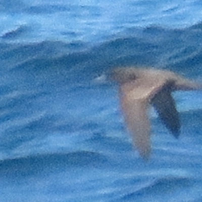 Ardenna pacifica (Wedge-tailed Shearwater) at Green Cape, NSW - 26 Jan 2022 by BenW