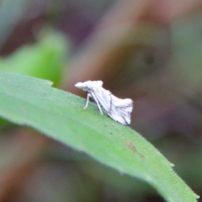 Heliocosma argyroleuca (A tortrix or leafroller moth) at Hughes Grassy Woodland - 25 Feb 2022 by LisaH