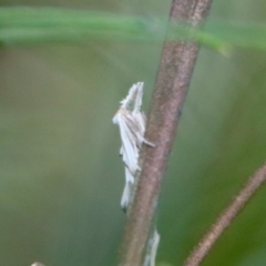 Heliocosma argyroleuca at Hughes, ACT - 25 Feb 2022