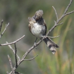 Glyciphila melanops (Tawny-crowned Honeyeater) at Green Cape, NSW - 26 Jan 2022 by tom.tomward@gmail.com