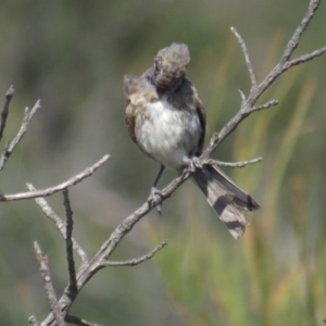 Glyciphila melanops at Green Cape, NSW - 26 Jan 2022