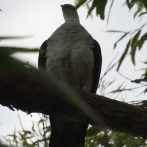 Columba leucomela at Pambula, NSW - 27 Jan 2022 06:31 AM