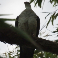 Columba leucomela (White-headed Pigeon) at Pambula, NSW - 26 Jan 2022 by tom.tomward@gmail.com