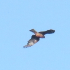 Lophoictinia isura (Square-tailed Kite) at Merimbula, NSW - 26 Jan 2022 by BenW