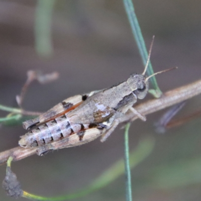 Phaulacridium vittatum (Wingless Grasshopper) at Hughes, ACT - 25 Feb 2022 by LisaH