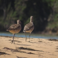 Numenius madagascariensis (Eastern Curlew) at Wallaga Lake, NSW - 28 Feb 2021 by BenW