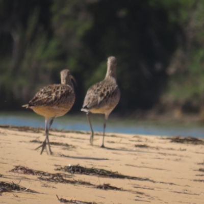 Numenius madagascariensis (Eastern Curlew) at Wallaga Lake, NSW - 28 Feb 2021 by tom.tomward@gmail.com