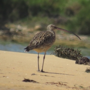 Numenius madagascariensis at Wallaga Lake, NSW - 28 Feb 2021