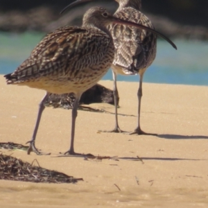 Numenius madagascariensis at Wallaga Lake, NSW - 28 Feb 2021