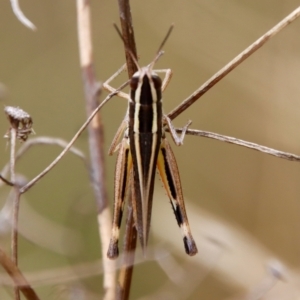 Macrotona australis at Hughes, ACT - 25 Feb 2022 12:57 PM