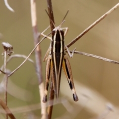 Macrotona australis (Common Macrotona Grasshopper) at Hughes Grassy Woodland - 25 Feb 2022 by LisaH