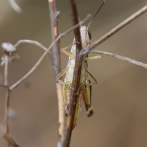 Macrotona australis at Hughes, ACT - 25 Feb 2022 12:57 PM