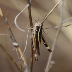 Macrotona australis at Hughes, ACT - 25 Feb 2022 12:57 PM