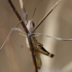 Macrotona australis at Hughes, ACT - 25 Feb 2022