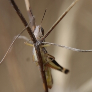 Macrotona australis at Hughes, ACT - 25 Feb 2022 12:57 PM