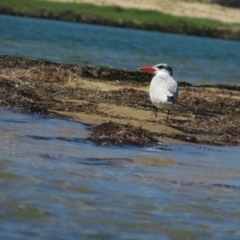 Hydroprogne caspia (Caspian Tern) at Wallaga Lake, NSW - 28 Feb 2021 by BenW