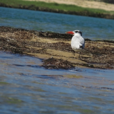 Hydroprogne caspia (Caspian Tern) at Wallaga Lake, NSW - 28 Feb 2021 by BenW