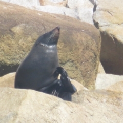 Arctocephalus pusillus doriferus (Australian Fur-seal) at Narooma, NSW - 28 Feb 2021 by BenW