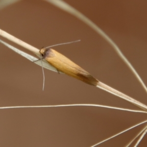 Phauloplana illuta at Hughes, ACT - 25 Feb 2022