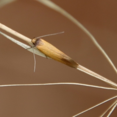 Phauloplana illuta (A concealer moth) at Hughes Grassy Woodland - 25 Feb 2022 by LisaH