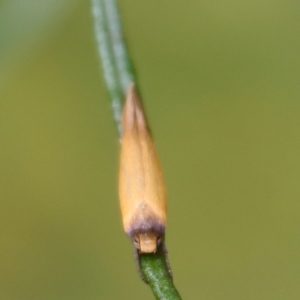 Phauloplana illuta at Hughes, ACT - 25 Feb 2022