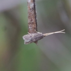 Lecithocera terrigena (Lecithocera terrigena) at Hughes Grassy Woodland - 25 Feb 2022 by LisaH