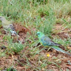 Psephotus haematonotus (Red-rumped Parrot) at Hughes, ACT - 24 Feb 2022 by LisaH