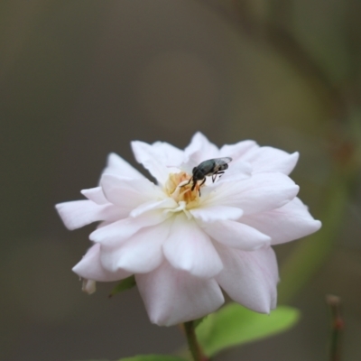 Stomorhina sp. (genus) (Snout fly) at Kaleen, ACT - 25 Feb 2022 by Tammy