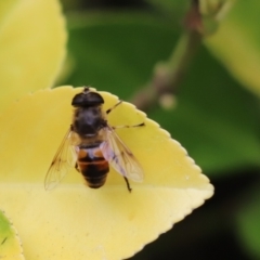 Eristalis tenax (Drone fly) at Kaleen, ACT - 25 Feb 2022 by Tammy