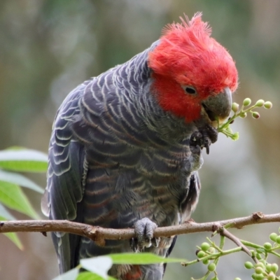 Callocephalon fimbriatum (Gang-gang Cockatoo) at Hughes, ACT - 24 Feb 2022 by LisaH