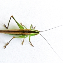 Conocephalus semivittatus (Meadow katydid) at Crooked Corner, NSW - 25 Feb 2022 by Milly